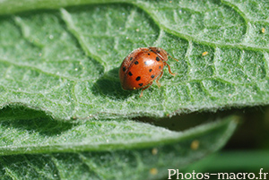 Subcoccinella vigintiquatuorpunctata